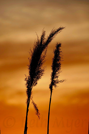 Pampas Silhouette