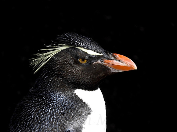 Pengun Profile