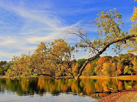 Low Branch Hanging