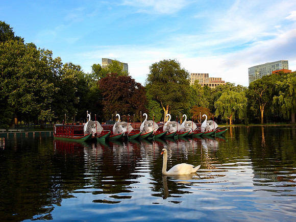 Swan Fronting Swan Boats