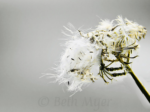 Milk Weed Isolation