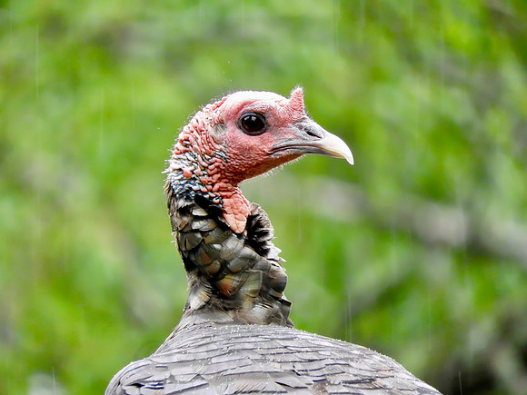 Turkey in the Rain