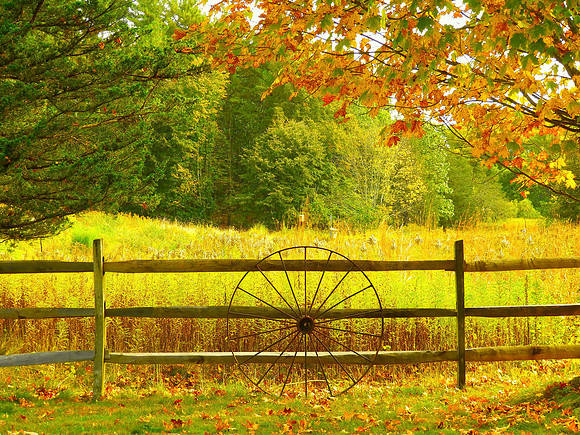 Antique Wheel Under Trees Horizontal