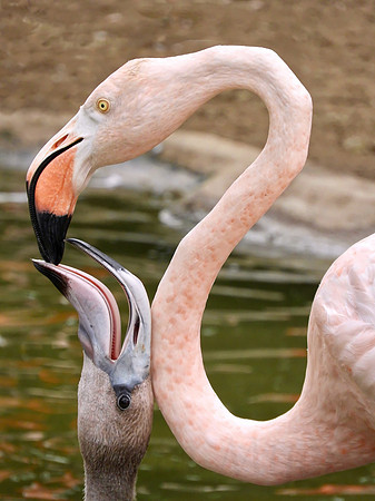 Flamingos Feeding
