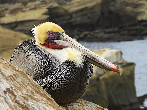 Pelican Among the Rocks