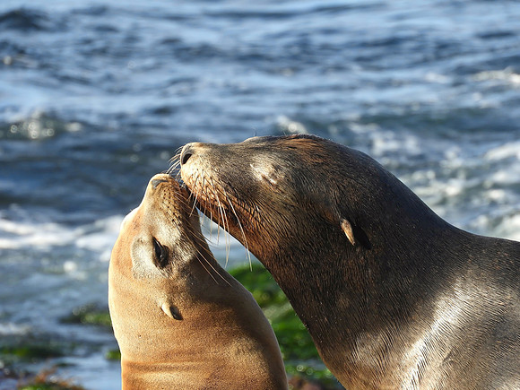Nose to  Nose