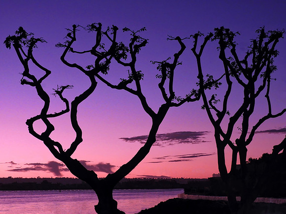 Coral Tree Silhouette