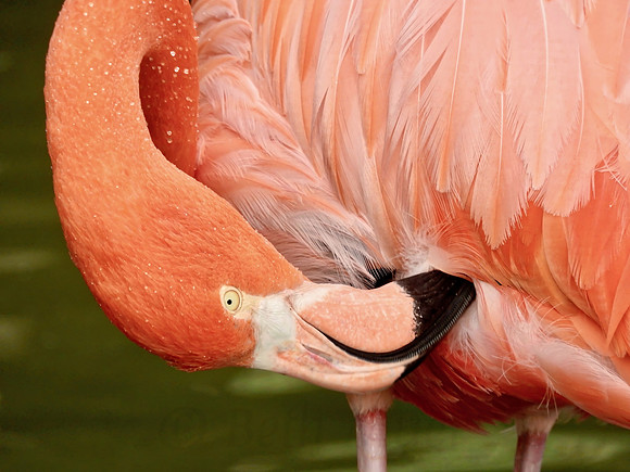 Flamingo Preening