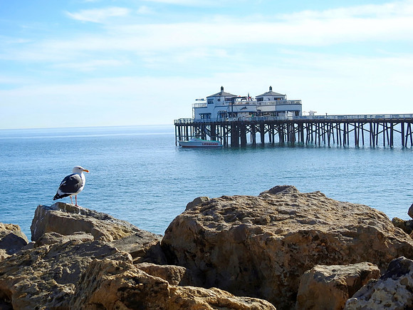Seagull Fronting Malibu Pier