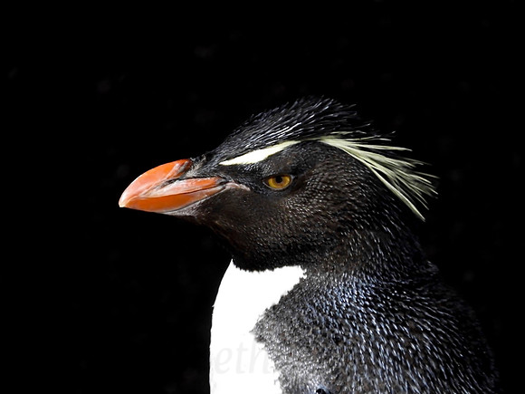 penguin profile n