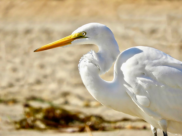 Entrancing Egret