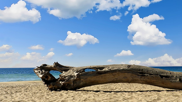 Driftwood Afront
