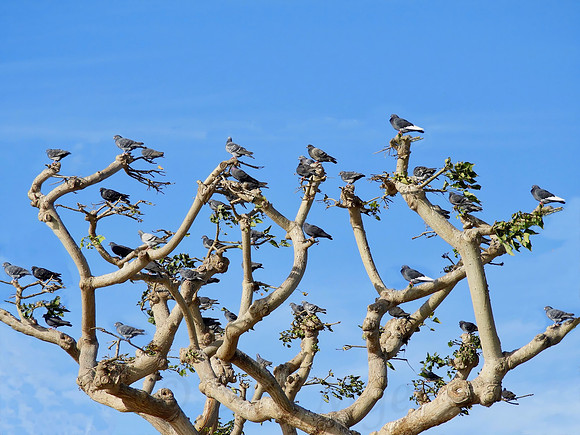 Pigeons in a Coral Tree