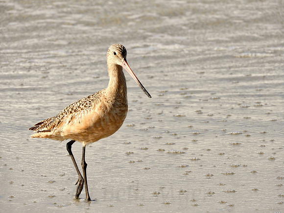 Sandpiper Strolling