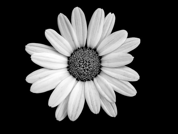 Daisy Isolation