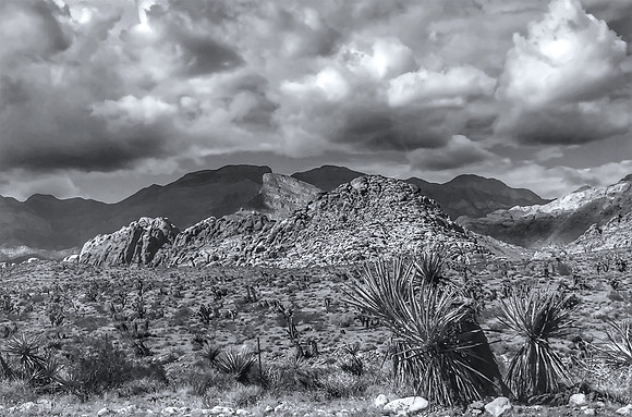 Black and White Cactus Field