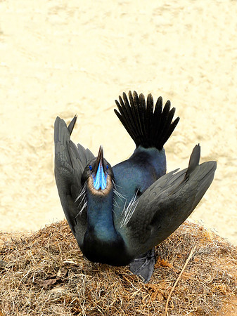 Brandt Cormorant Posing