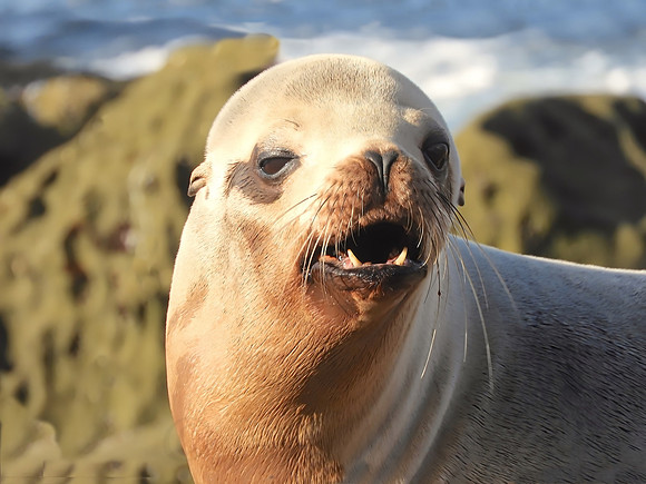 Angry Sea Lion