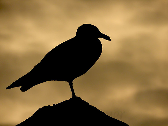 Seagull Silhouette