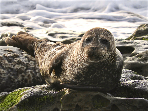 Forward Facing Seal