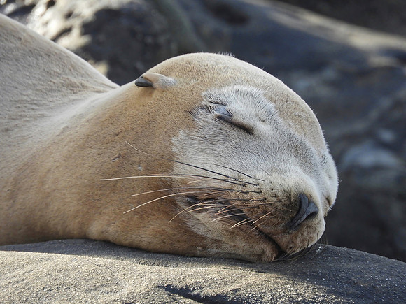 Nap Time