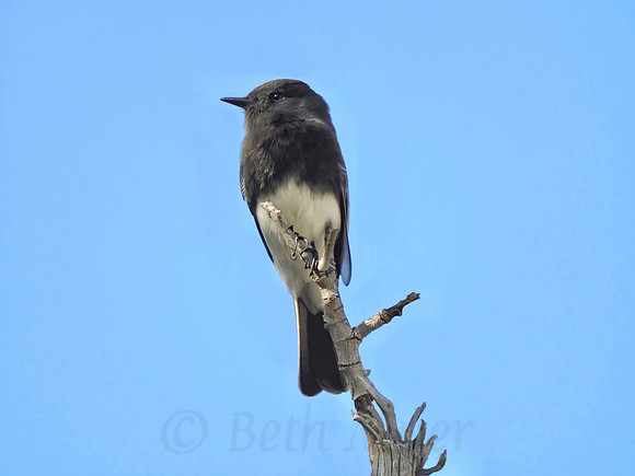Black Phoebe Perching