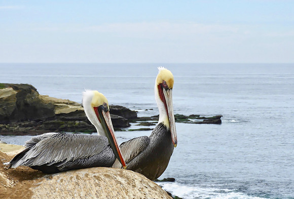 Cliffside Pelican Duo