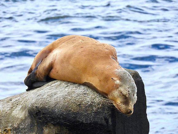 Nap Time