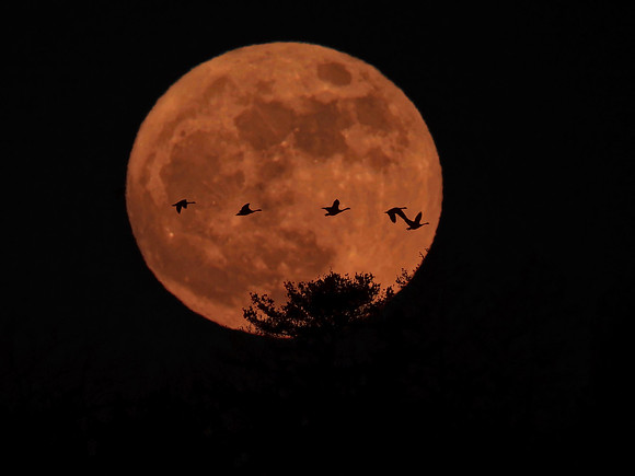 Moonlit Flight