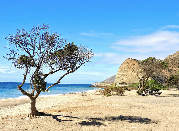 Tree Fronting Mugu Rock