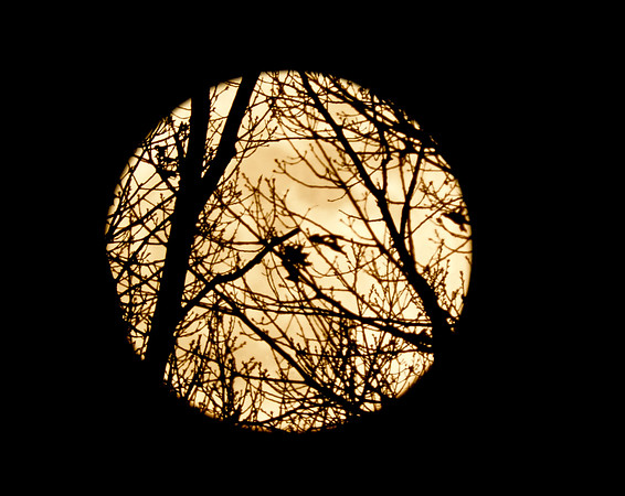 Moonlit Branches