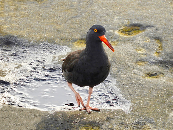 Black Oystercatcher Strolling