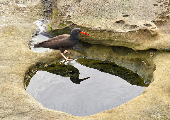 Tidal Pool Reflection