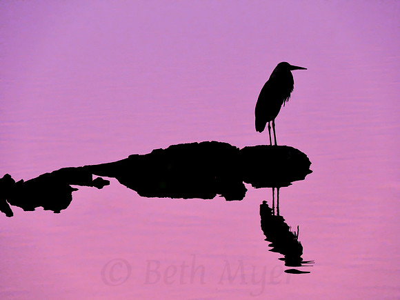 Heron Silhouette