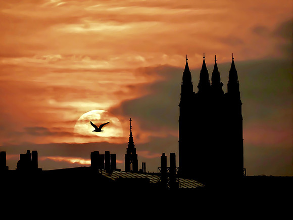 Soaring Seagul