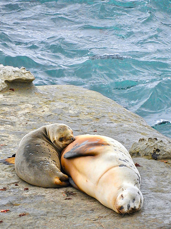 Sea Lion Suckling
