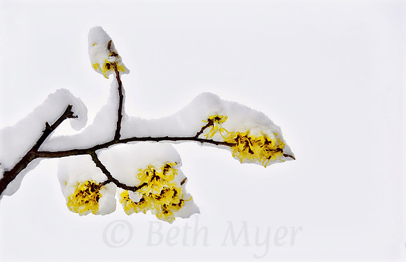 Frozen Forsythia