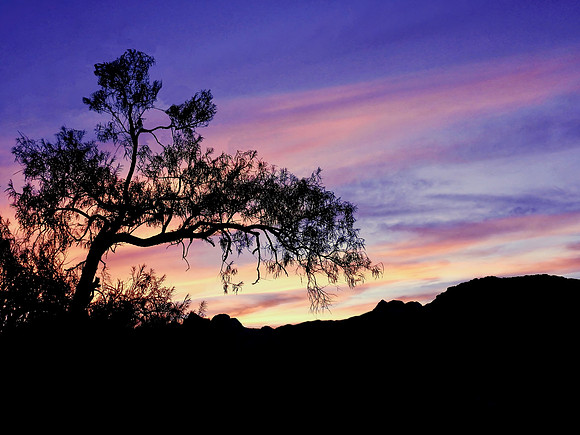 Desert Tree at Twilight