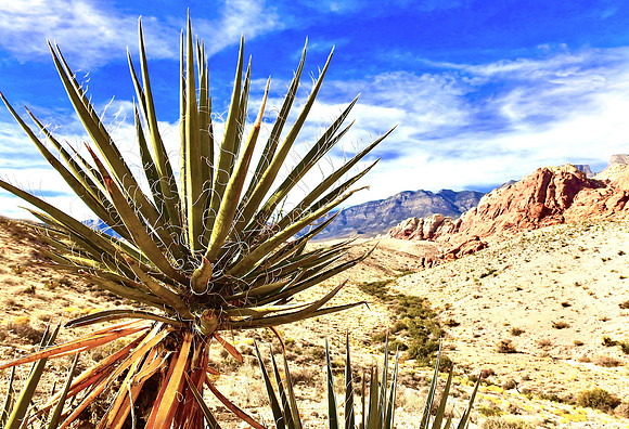 Cactus Fronting