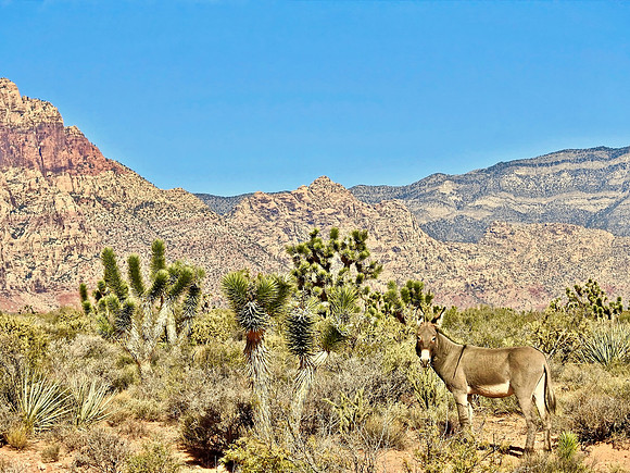 Desert Donkey
