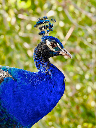 Peacock Profile