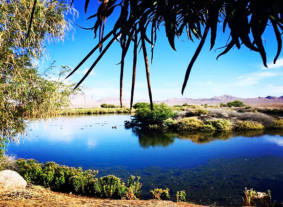 Tranquil Bird Preserve