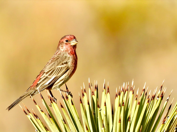 Desert Finch Perching