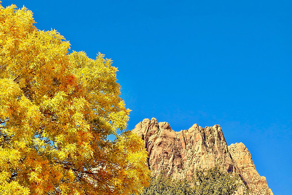 Foliage Fronting Rocks