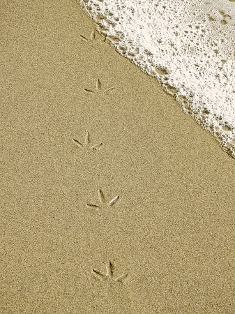 Birdprints in the Sand
