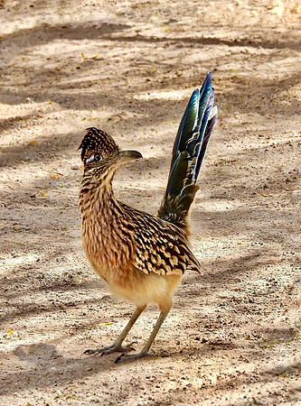 Road Runner Encounter