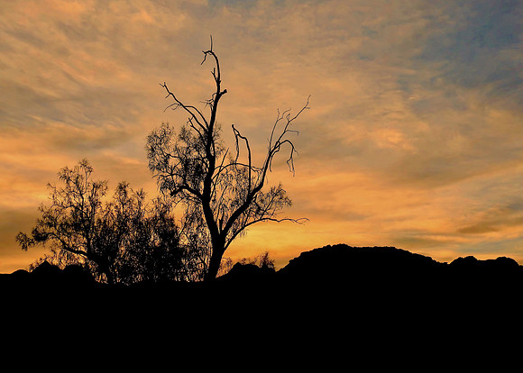 Desert Tree at Sunset