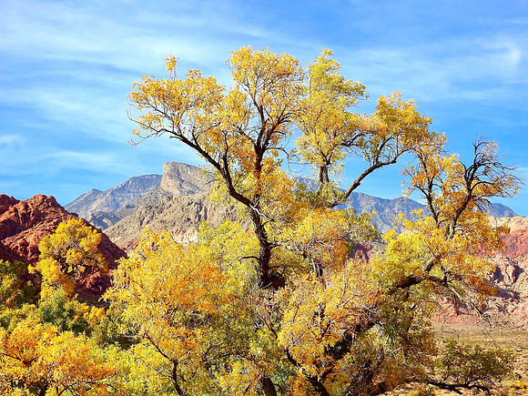 Autumn at Red Rock