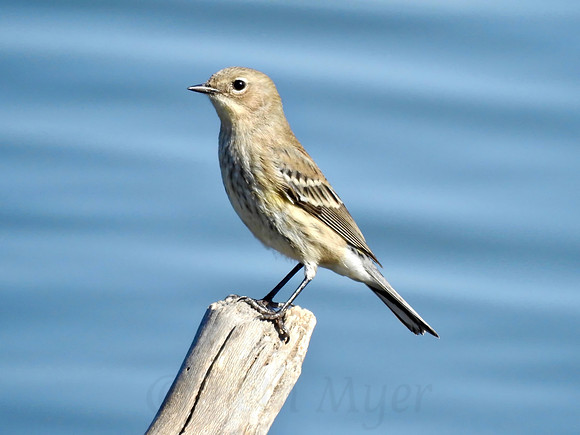 Seaside Sparrow