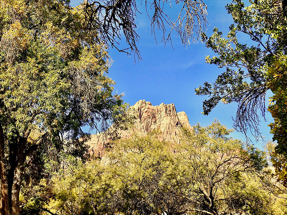 Trees Framing Rocks